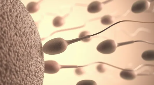 中国正规的供卵医院有哪些,三甲医院做一次试管拮抗剂方案的费用和具体流程是怎样的