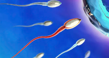 国内供卵包男孩价格,试管婴儿2代*率高吗(第3代试管婴儿*率高吗)