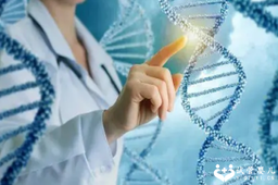 国内供卵自怀套餐,排卵期2个卵泡同时破了同房后会怀双胞胎吗？