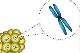 中国捐卵医院,试管婴儿可以找人生吗？选男女要花多少钱？