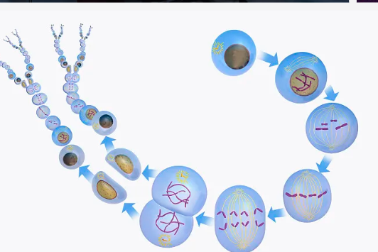 国内供卵专业机构,不清楚离婚试管婴儿不抚养咋么办进，怎么解决一看便知