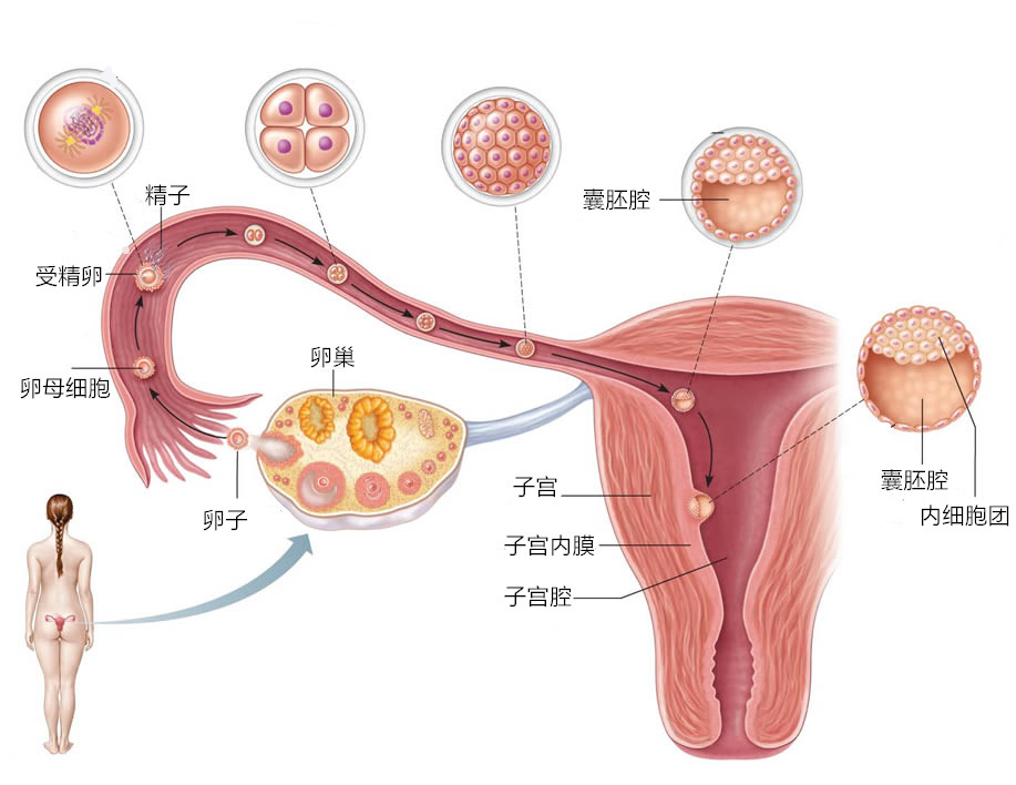 国内供卵试管不用排队,女性气血不足的中药补方