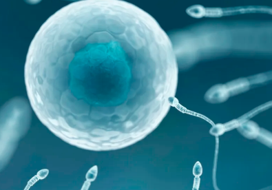 国内三代试管代孕生殖机构,喝一年豆浆对试管有好处吗?