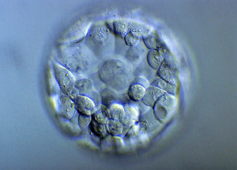 国内供卵的机构有哪些地方,西安四院试管婴儿成功率高吗？明细及细节！