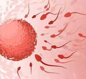 国内有没有供卵的地方,做试管婴儿需要多久？价格费用明细！